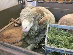 -可伦宾野生动物保护区