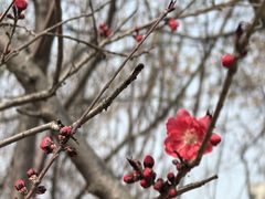 -桃花堤公园