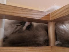 -滚猫咖啡·猫咖·猫友好撸猫(未来城店)