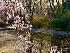 -桃花堤公园