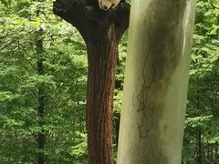 -都江堰中华大熊猫苑