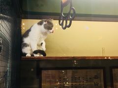 -猫咪博物馆(顶澳仔猫街店)