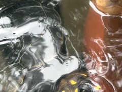 -深圳野生动物园