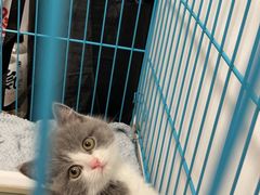 -翊宠yipet猫狗购宠庄园犬舍•猫舍