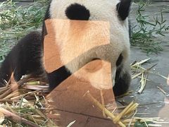 -上海野生动物园