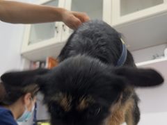 -天使宠物医院·犬猫分诊(彩虹店)