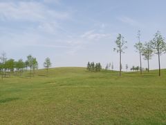 -合肥滨湖国家森林公园