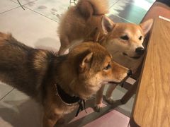 -柴务处·柴犬主题狗咖