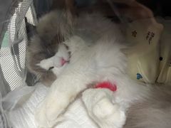 -纳吉亚猫专科动物诊疗中心(蒋宅口分院)