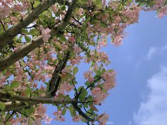 -桤木河湿地公园