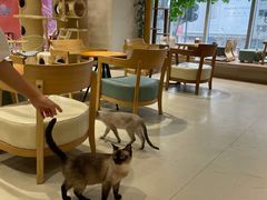 -藏猫猫咖啡主题馆(中央大道店)