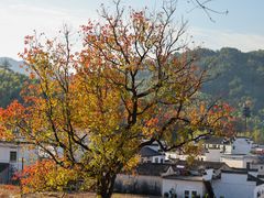 -塔川景区