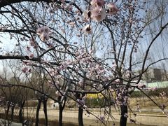 -元大都城垣遗址公园