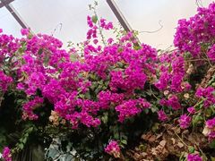 -呀路古热带植物园