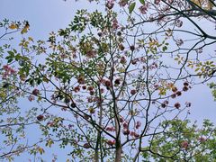 -香蜜公园