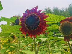 -郑州植物园