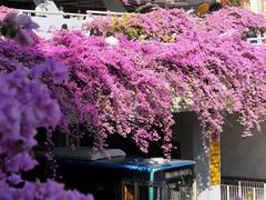 -深圳市中科院仙湖植物园