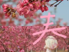 -天适樱花悠乐园