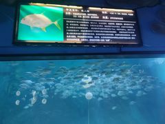 -烟台海昌鲸鲨海洋公园