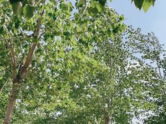 -杨柳青庄园