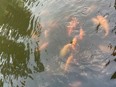-枫香湖儿童公园