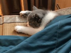 -lincat·猫舍(广州店)