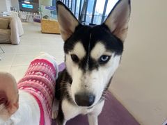 -怪兽屋·羊驼·猫咖·狗咖(俊华广场店)