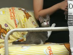 -彩虹桥宠物火化殡葬善终服务(金乐大厦店)