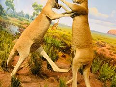 -陕西自然博物馆