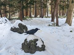 -北海道神宫