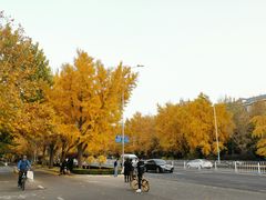 -三里屯东五街银杏大道