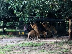 -深圳野生动物园