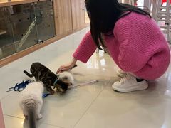 -喵百万·布偶·蓝金金渐层英短·猫舍(百子湾店)