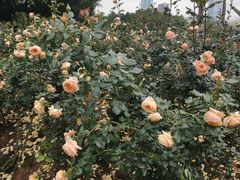 -人民公园(罗湖区)