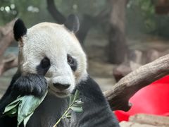 -广州长隆野生动物世界
