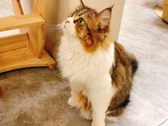 -More Fun猫咖 二十只万元加菲主题