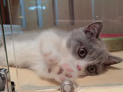 -momokira米努特·德文卷毛猫·棉花面纱犬