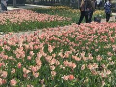 -石家庄市植物园