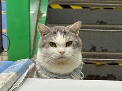 -瑞派动物医院·猫专科·至诚(江南中分院)