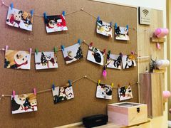 -滚猫咖啡·猫咖·猫友好撸猫(未来城店)