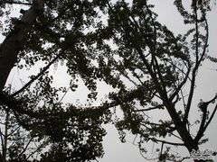 -重庆市江北嘴中央商务区中央公园