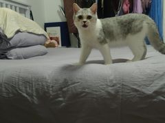 -中农国际动物医院24小时·猫科·骨科·急重症中心