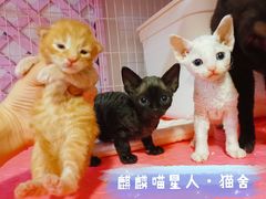 -70cat德文卷毛猫·缅因猫纯种猫舍