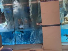 -帝企鹅自助餐厅•儿童岛•真企鹅(长隆企鹅酒店)