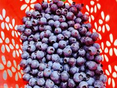 -金谷域澳洲庄园