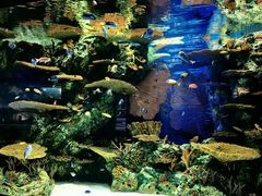 -上海海洋水族馆