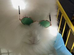 -猫色咖啡·猫咖