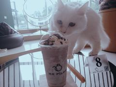 -飞行喵MR PILOT|猫舍·猫咖(静安大融城店)