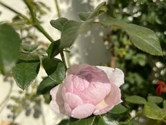 -春风十里咖啡馆