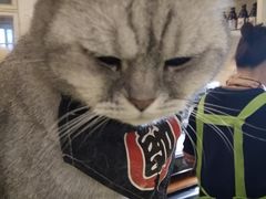 -猫色咖啡·猫咖